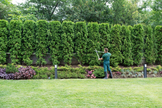Reliable Reno, TX Tree Removal Solutions