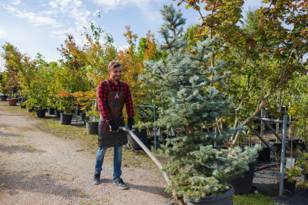 Best Lawn Watering Services  in Reno, TX
