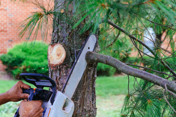 Leaf Removal in Reno, TX